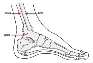 Diagram Showing Fibula, Tibia and Talus