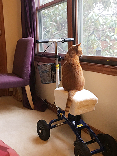 cat on top of a knee walker