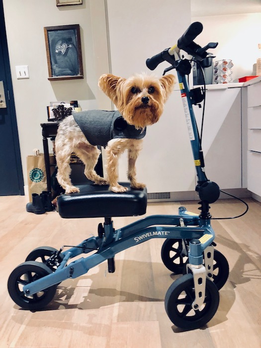 picture of a knee scooter and a dog sitting on the knee pad